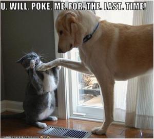 funny_pictures_cat_will_not_be_poked_again.jpg