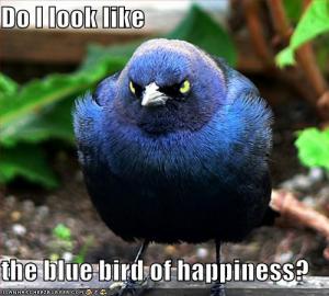 funny_pictures_this_is_not_the_blue_bird_of_happiness.jpg
