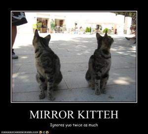 funny_pictures_cat_has_a_mirror_image.jpg
