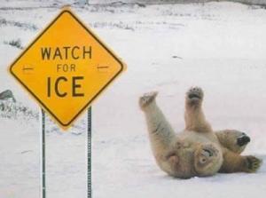 funny_polar_bear_pic_img121.jpg