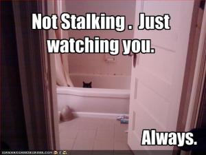 funny_pictures_cat_watches_you.jpg