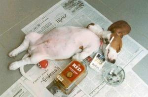 drunkdog.jpg