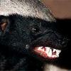 STSF Honey Badger